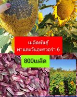 เมล็ดพันธุ์ทานตะวันอะควาร่า6 ดอกใหญ่  800 เมล็ด โชว์ดอกใหญ่ให้ผลผลิตสูง