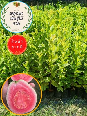 🌱#ต้นฝรั่งแตงโม 💥โปรซื้อ 1 ฟรี 1 💥สูง 40-70 ซ.ม💥ขายส่งจากฟาร์ม💥พร้อมออกผล💥