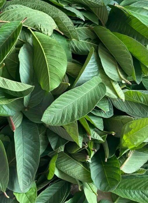 Fresh Guava Leaves (50Leaves) Lazada PH