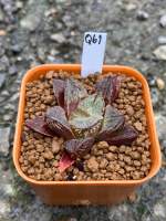 Haworthia Hybird Thailand ขนาดกระถาง 2 นิ้ว จัดส่งทั้งกระถาง รหัส Q61-108