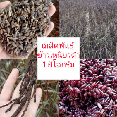 เมล็ดพันธุ์ข้าวเหนียวดำ(1 กิโลกรัม)