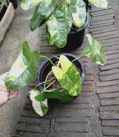 ต้นไม้ปลูกในบ้านได้ ? ฟิโลเบอร์เบิ้ลมาร์คด่าง (Philodendron burle marx variegeted) กระถาง 6 นิ้ว เลี้ยงในร่ม/รำไร