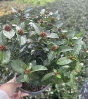 เข็มพิกุล Ixora sp. พร้อมส่งกระถาง 6 นิ้ว