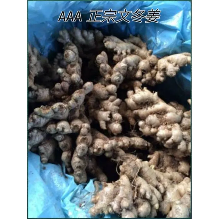 100 正宗文冬姜aaa Premium Bentong Ginger Lazada