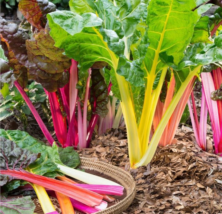 สวีสชาร์ด-สีรุ้งมิกซสตาร์-สวีสชาร์ดแดง-swiss-chard