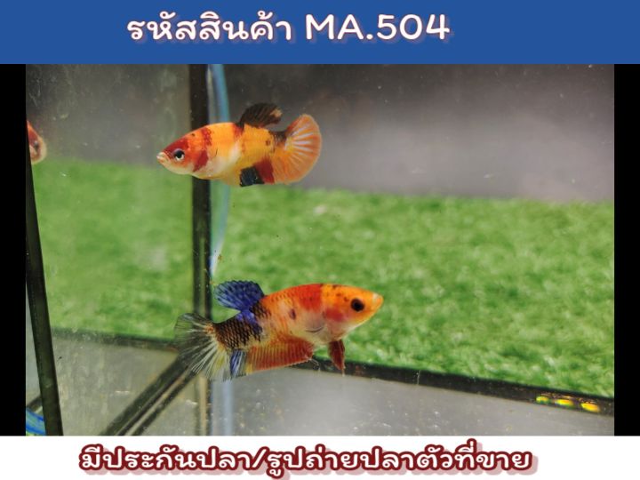 เซ็ตคู่ปลานีโม่-เพศเมีย2ตัว-พร้อมรัด-ได้ปลา2ตัวในรูป