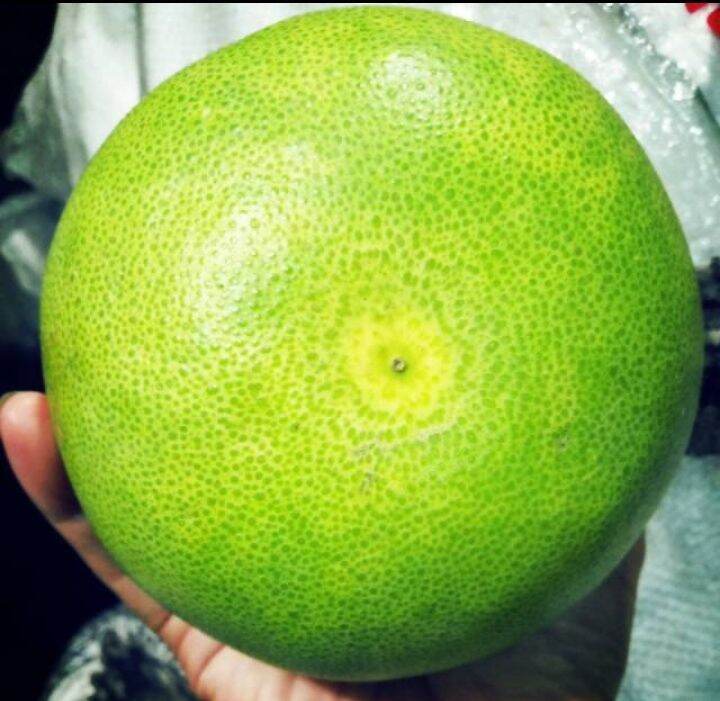 jeruk bali/ pomelo Lazada Indonesia