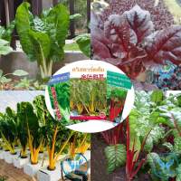 เมล็ดพันธุ์ สวิสชาร์ด สีแดง / สีส้ม / ใบแดง / สีขาว / สีเขียว ( Swiss Chard Seed ) ปลูกง่าย ผักเพื่อสุขภาพ