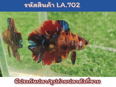 ปลากัดนีโม่สองหาง(DT) เพศผู้ ขนาด1.4-1.5 นิ้ว