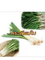 กระเทียมต้น ทานใบ เก็บทำพันธุ์ต่อได้ (100เมล็ด)