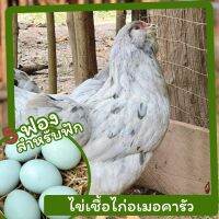 ไข่เชื้อไก่อเมอคารัว 5 ฟอง สำหรับฟัก