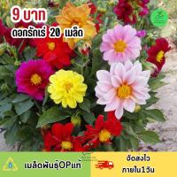 ถูกที่สุด 9 บาท ดอกรักเร่คละสี บรรจุ 20 เมล็ด