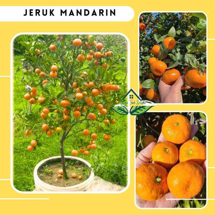 Cod Bibit Tanaman Buah Jeruk Mandarin Jeruk China Okulasi Cepat Berbuah