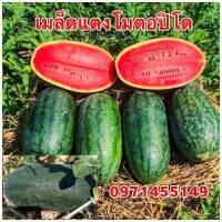 เมล็ดแตงโมตอปิโด ทรงผลรี ลายสีเขียวเข้ม เนื้อแดงจัด เปลือกบาง น้ำหนัก4-6 กิโลกรัม/ผล