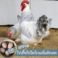 ??ไข่เชื้อไก่โคโรเนชั่นชัชเชคชุด 3 ฟอง สำหรับฟัก