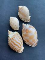 Beautiful Spotted Watermelon Snail Hermit Crab Shell xigua