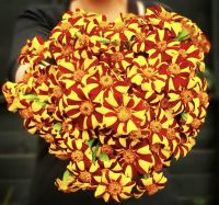 เมล็ดดอกดาวเรืองฝรั่งเศส 100เมล็ด French Marigold เมล็ดนำเข้า