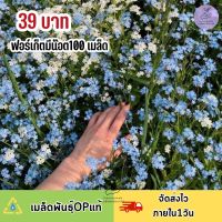 เมล็ดพันธุ์ ดอกฟอเกตมีนอท (forget me not) 100 เมล็ดพันธุ์