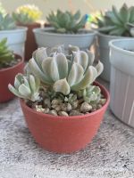 กุหลาบหิน Echeveria Runyonii Topsy Turvy