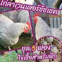 ไข่เชื้อไก่ลาเวนเดอร์ชัชเชค ชุด 5ฟอง สำหรับฟัก