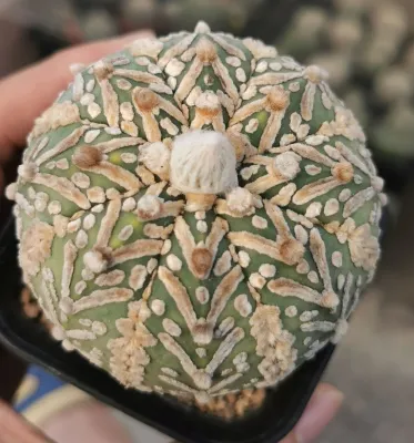 แอ​สโตร​ไ​ฟตั้​ม​วี​  ด่างเนื้อ#แคสตัส castus​ astrophytum แอสโตร แอสโตร​ไ​ฟตั้​ม แอสโตรไฟตัม กระบองเพชร แอสโตรวี