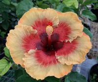 เมล็ดพันธุ์ชบาแคริบเบี้ยน อิเล็คทริค พิซซ่า(Electric Pizzazz Caribbean Hibiscus Seed)บรรจุ 10 เมล็ด ของแท้ คุณภาพดี ราคาถูก นำเข้าจากต่างประเทศ