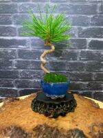 สนดำ Koromutsu black pine