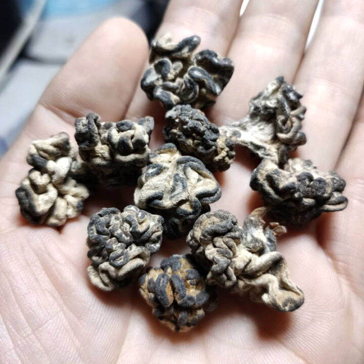 Walnut Mushroom 500G Monkey Brain Mushroom Maca Monkey Brain Fungus ...