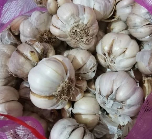 Bawang Putih Honan 1kg Bawang Putih Super Bersih Produk