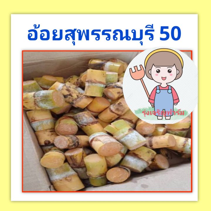 ท่อนพันธุ์ต้นอ้อยคั้นน้ำ-ท่อนพันธุ์ต้นอ้อยสุพรรณบุรี50-ชุดล่ะ-50-ท่อ่น