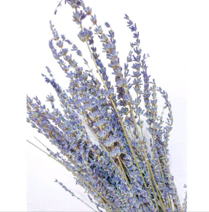 Dried Lavender Flower Real Scented Dried Lavender Flower Lazada PH