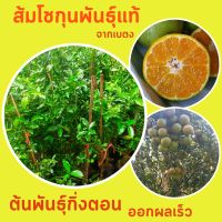 ส้มโชกุนเบตงตอนกิ่ง สูง 80-90 ซม