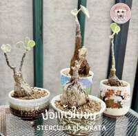 โขดปอแก้วใบขน 《ไม้ถิ่นกาญ》Sterculia colorata ไม้โขดตัวดัง! หายาก อีกชนิดที่น่าเลี้ยง พร้อมคู่มือ