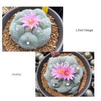 เมล็ดโลโฟ Lophophora Fricii x Fricii Yatagai 20เมล็ด