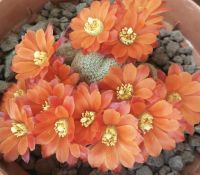 หน่อเด็ดสดรีบูเทียส้มขีดชมพู Rebutia hells bells หน่อสวยมาก