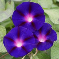 3.เมล็ดพันธุ์ มอร์นิ่งกลอรี แกรนด์ป้า อ๊อด (Grandpa Ott Morning Glory Seed) 5 เมล็ด