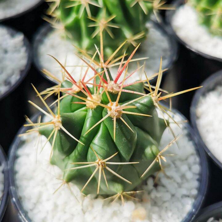 เฟอโรแคคตัส-หนามโหด-ferocactus-pilosus