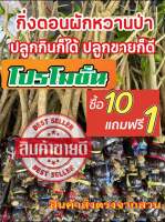 กิ่งตอนคละไซร์ กิ่งตอนผักหวานป่า ยอดเหลืองใบกลม บ้านหมอ สระบุรี