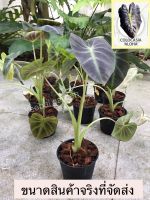 Colocasia aloha บอนอโลฮ่า บอนนอก ต้นแข็งแรงรากแน่น ส่งทั้งกระถาง