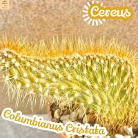 [สิงโตทอง] Cereus Columbianus Cristata ส่งพร้อมกระถาง แคคตัส ยูโฟเบีย ทะเลทราย ไม้กอ ฟอร์มกอ Cactus Succulent พืชอวบน้ำ ทนแดด ไม่อวบน้ำ ทนแล้ง ชอบแดด