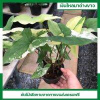 เงินไหลมาด่างขาว Syngonium podophyllum white