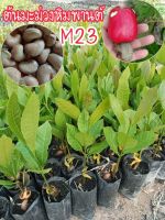 ต้นมะม่วง M23?ต้นละ40บาท?ซื้อ1แถม1✔✔✔