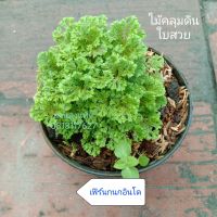 เฟิร์น เฟิร์นกนกอินโด ไม้คลุมดิน สวนงามสดชื่น ส่งพร้อมกระถาง สวนลุงแท็ค