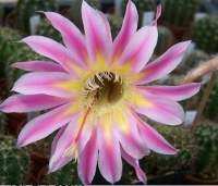 กระบองเพชร cactus ไม้กราฟ  echinopsis WE.2005.10.WH.7 ไม้นำเข้าดอกสวย ดอกใหญ่มาก ออกดอกในไทยแล้ว