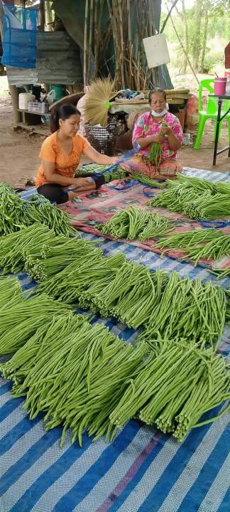 ถั่วฝักยาวพิจิตร3-1000กรัม