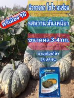 เมล็ดฟักทองศรีเมือง 16 ผิวคางคก ขนาดผล 3-4 กิโลกรัม ผลเล็กขนาดพอดี ตราเจียไต๋ ขนาด 20กรัม(ส่งฟรี)