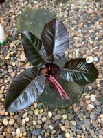 กุมารดำเรียกทรัพย์ Philodendron Black Cardinal