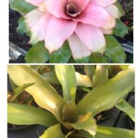 หน่อ-สับปะรดสี#bromeliad# Neo Michi  #ต้นไม้สวยงาม# ไม้ประดับ# ตกแต่งบ้าน#bromeliad# ไม้ประดับ# ไม้มงคล# ขายถูก# ต้นไม้ทนแล้ง