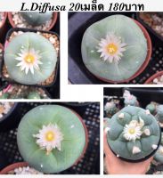 เมล็ด Lophophora Diffusa seeds