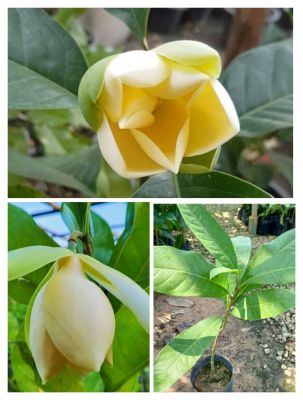 ต้นมณฑารัตน์  ติดดอกเร็ว ดอกสีขาวนวล กลิ่นหอม สูง60-70ซ.ม แบบกิ่งตอน